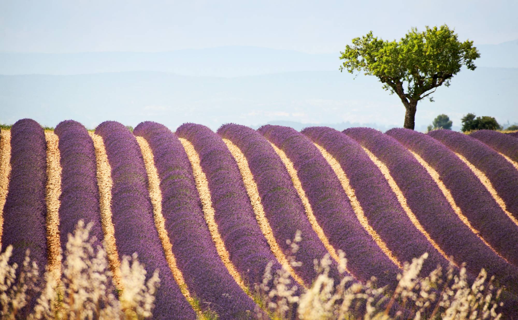 L'agence ROSIER recherche un agent commercial sur le Luberon Oriental et la partie ouest du Grand Luberon, afin de couvrir le plateau de Sault jusqu'à Manosque.