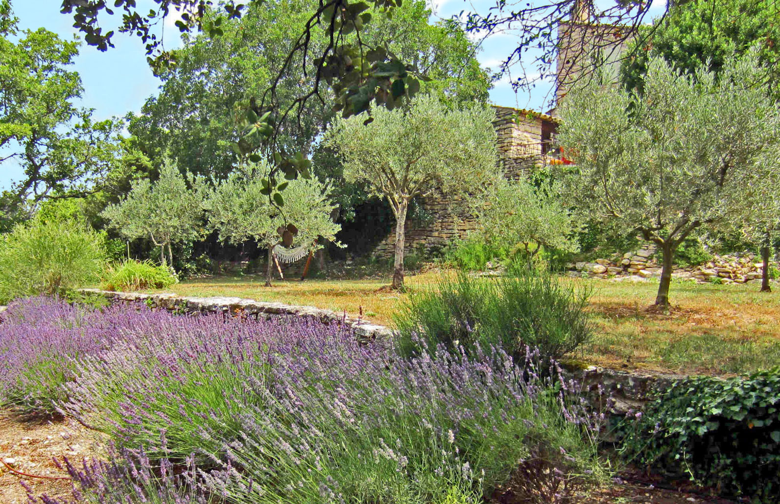 Lavandes et oliviers pour ce verger à Gordes