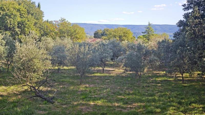 À la vente à Gordes, terrain constructible de 1100 m² complanté d'oliviers avec de belles vues sur le Luberon.