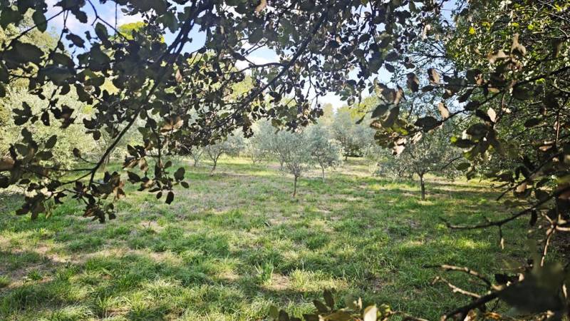 À la vente à Gordes, terrain constructible de 1100 m² complanté d'oliviers avec de belles vues sur le Luberon.