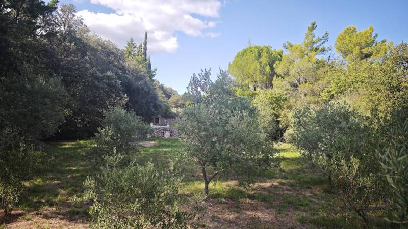 À la vente à Gordes, terrain constructible de 1100 m² complanté d'oliviers avec de belles vues sur le Luberon.