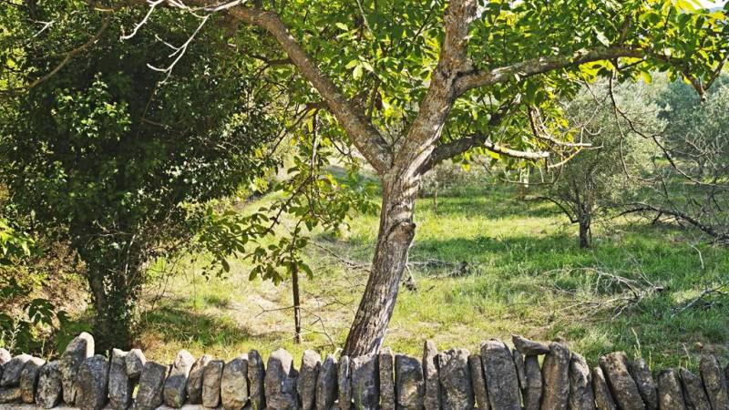 À la vente à Gordes, terrain constructible de 1100 m² complanté d'oliviers avec de belles vues sur le Luberon.