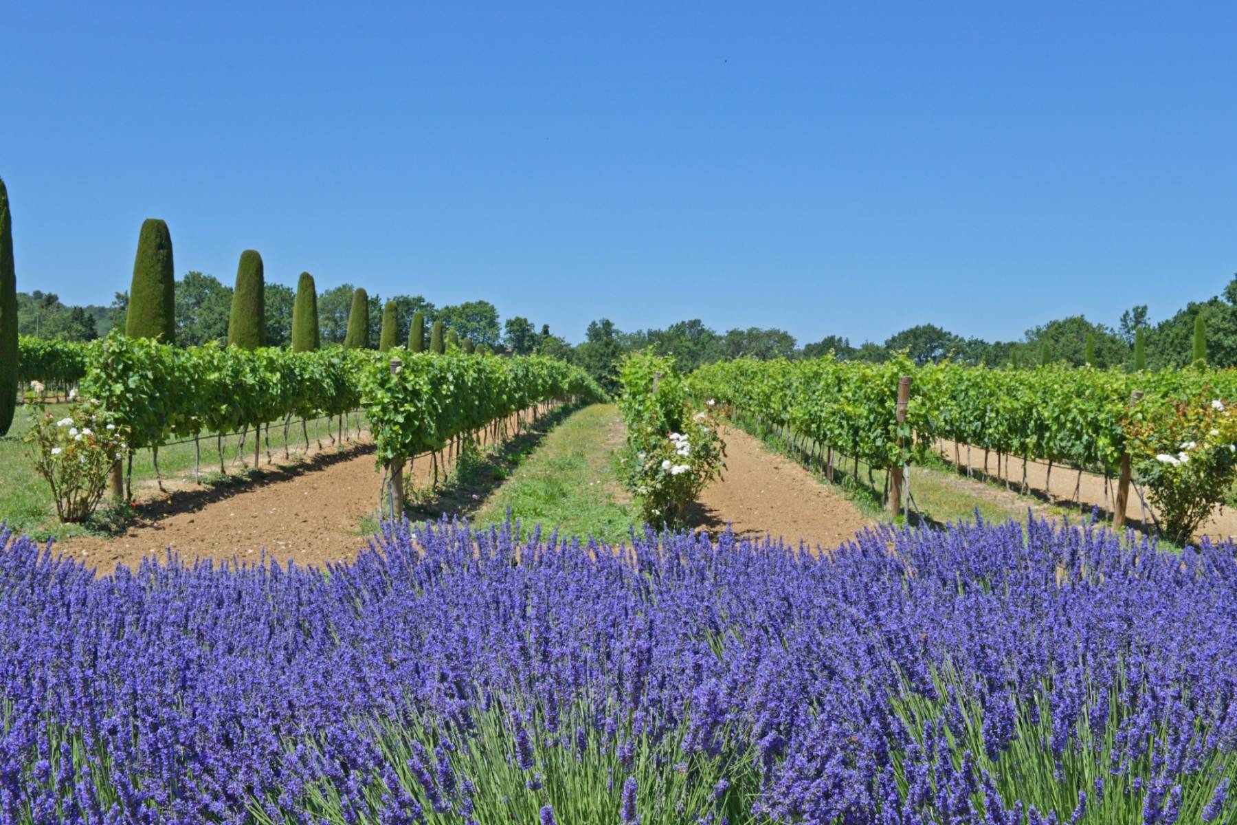 Vine and lavender
