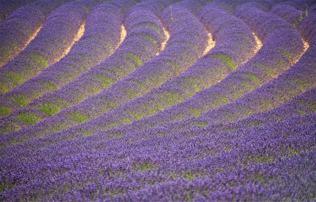 champs de lavande en Provence