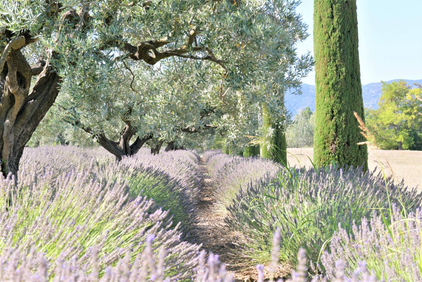 Gordes, mas du 18ème siècle sur terrain de plus de 6 hectares    
