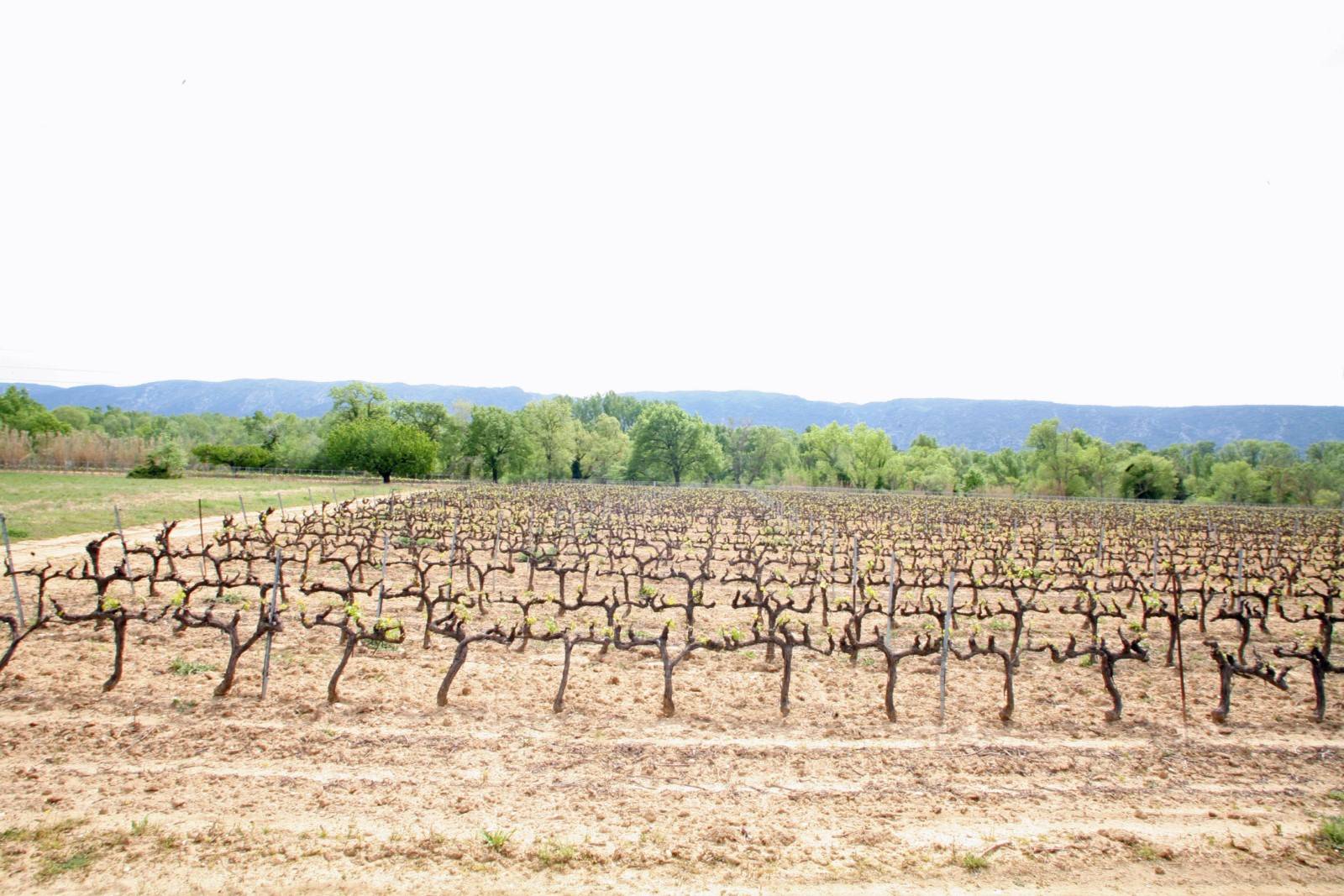 Oppède, mas mitoyen face au Luberon avec gros potentiel   