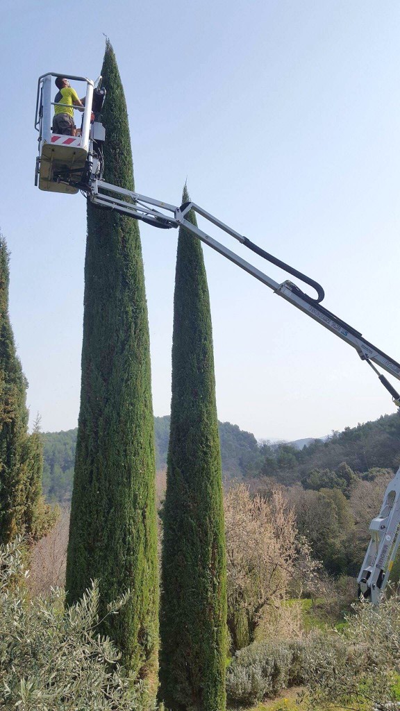 Taille de cyprès de Provence