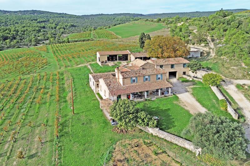 Vignes et olivier dans le triangle d'or du Luberon