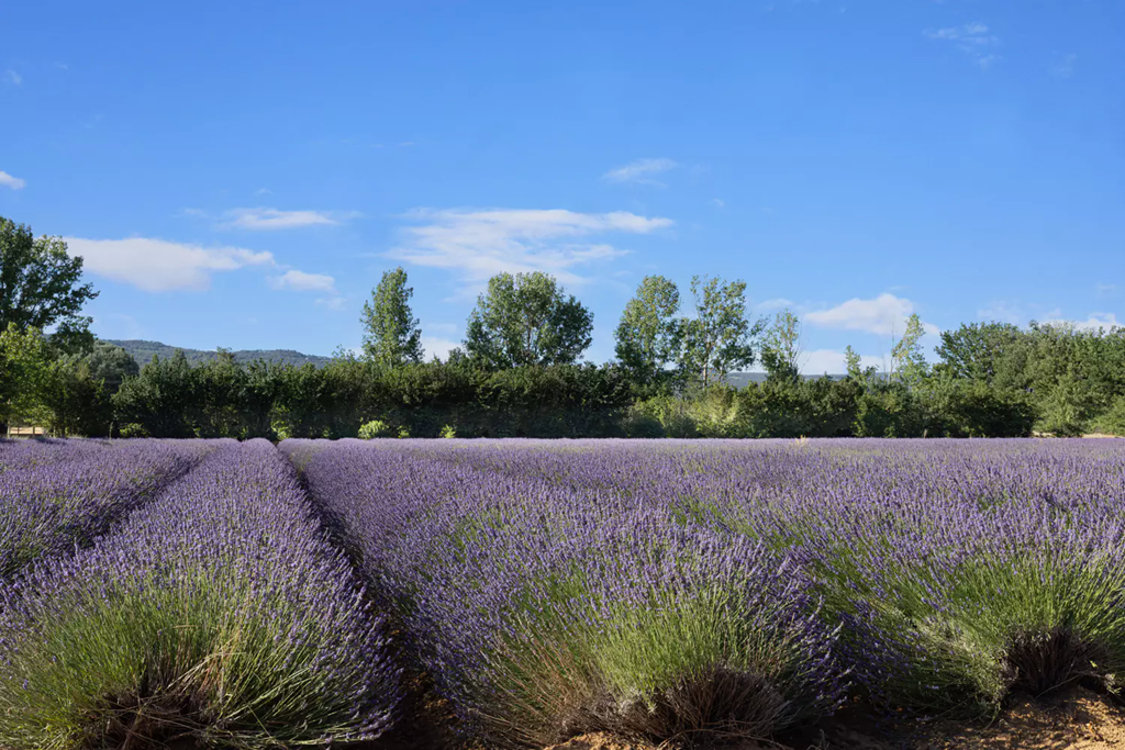 Propriété avec gîtes sur près de 5 hectares en pleine campagne à Gordes - BIEN VENDU -