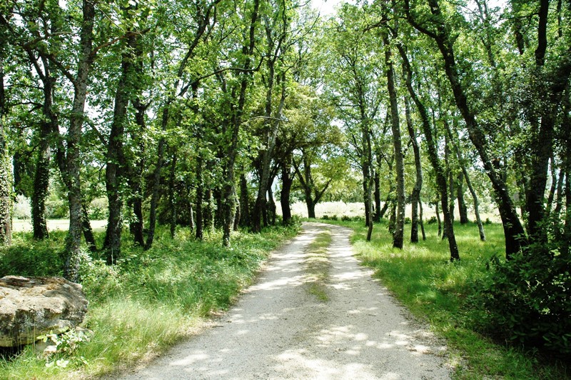 Mazet 19ème en sud Luberon avec piscine sur 21 000 m² dont vignes