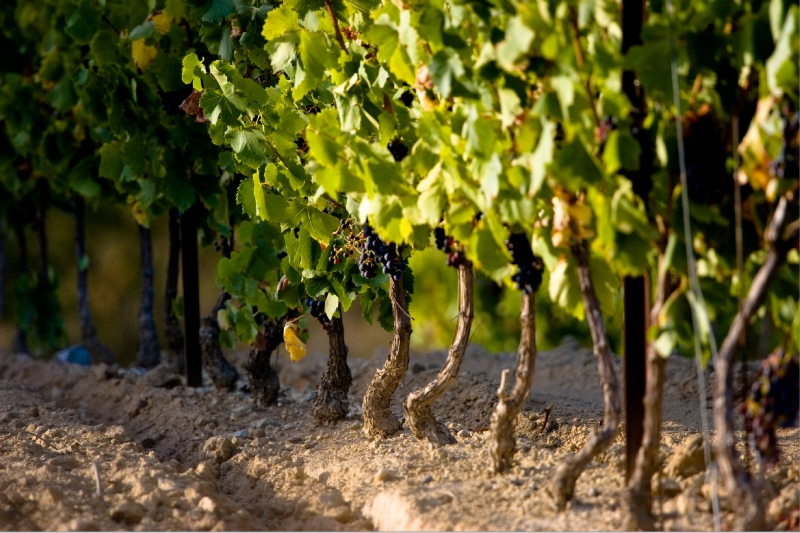 Chateau du XIIeme siecle avec vignoble