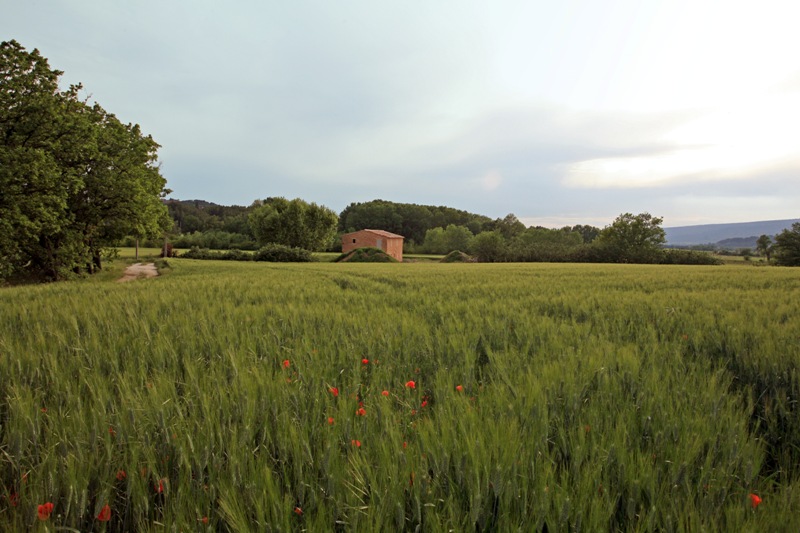 Mazet en Luberon en cours de rénovation avec platane centenaire