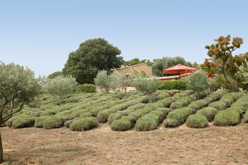 Luberon, maison en pierre de Gordes, possibilité de chambres d'hôtes.