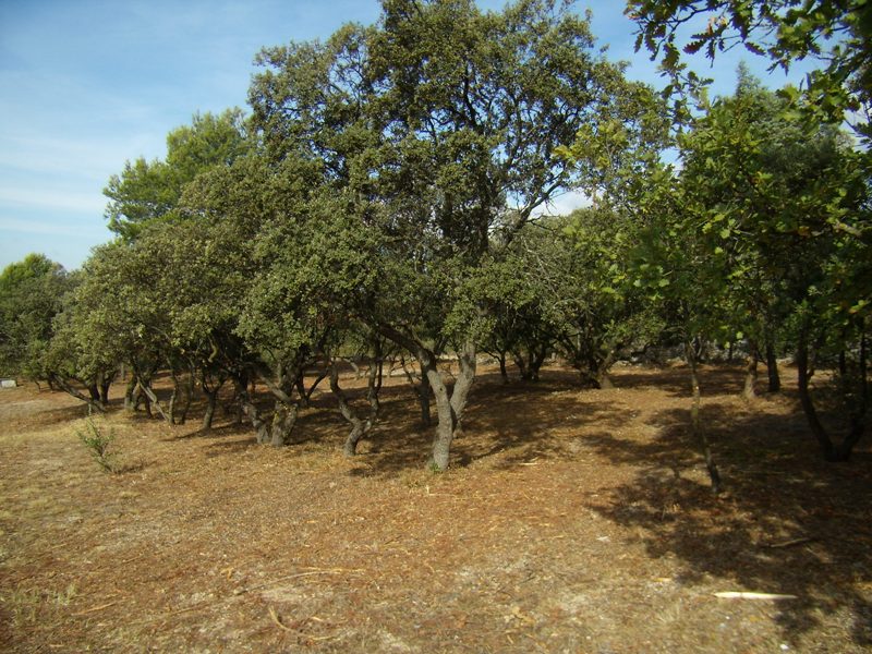 Maison, proche Gordes, plain pied sur terrain de 3808 m² avec piscine