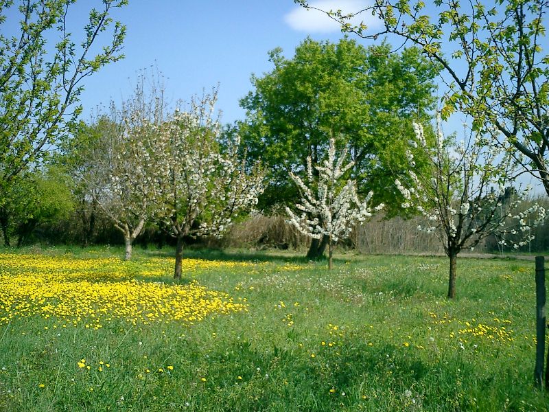 Entre Avignon et Luberon, mas restauré avec piscine et tennis
