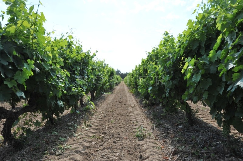 Domaine viticole  en Luberon  sur plus de 30 hectares