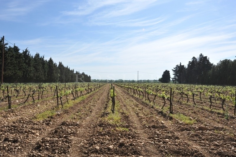 Domaine Viticole d'environ 60 hectares d'un seul tenant  à deux pas de Châteauneuf du Pape  