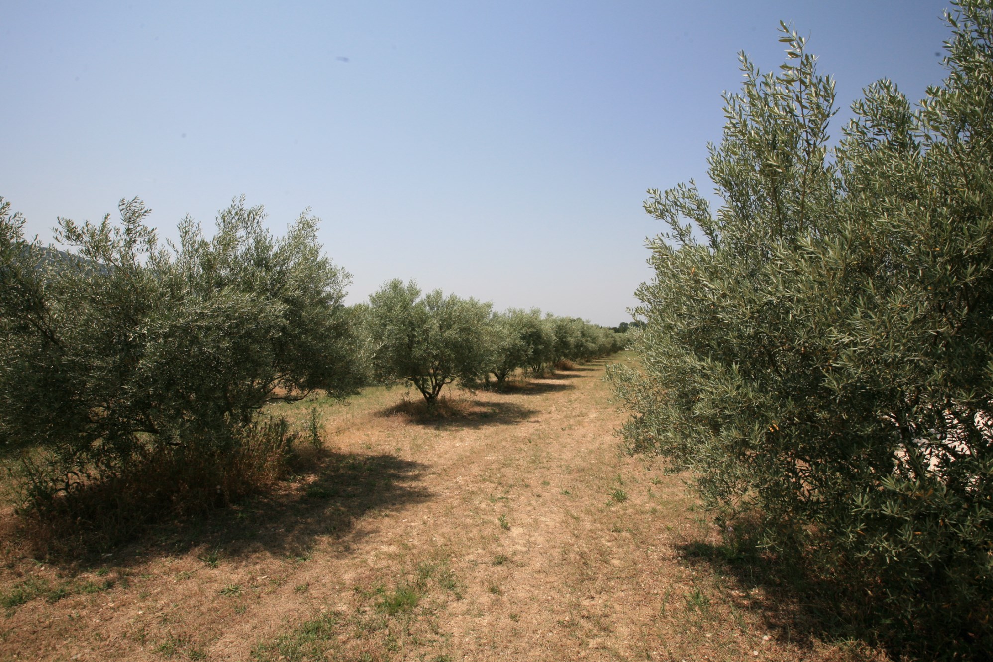 Luberon - Grand mas avec plusieurs dépendances.   