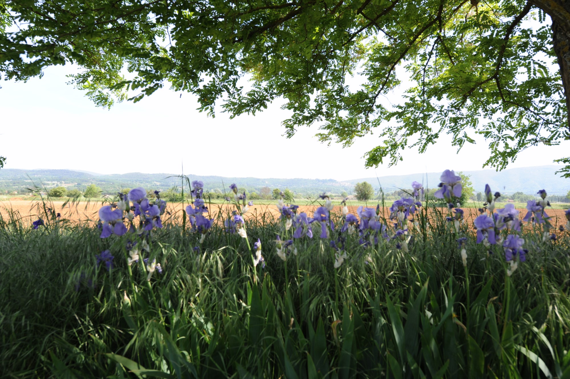 Dans le Parc du Luberon, mas provençal à rénover, avec jardin et piscine  