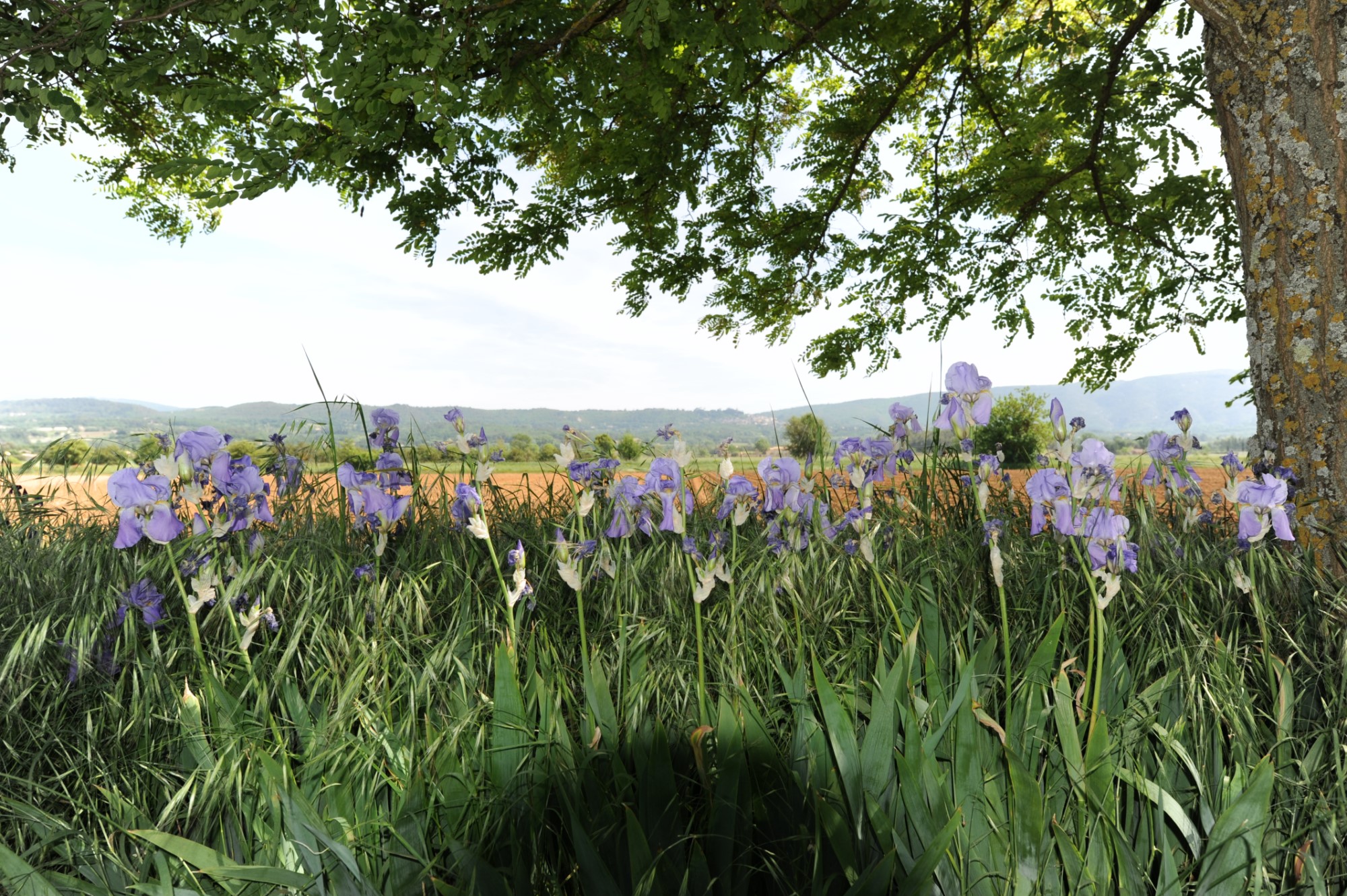 Dans le Parc du Luberon, mas provençal à rénover, avec jardin et piscine  