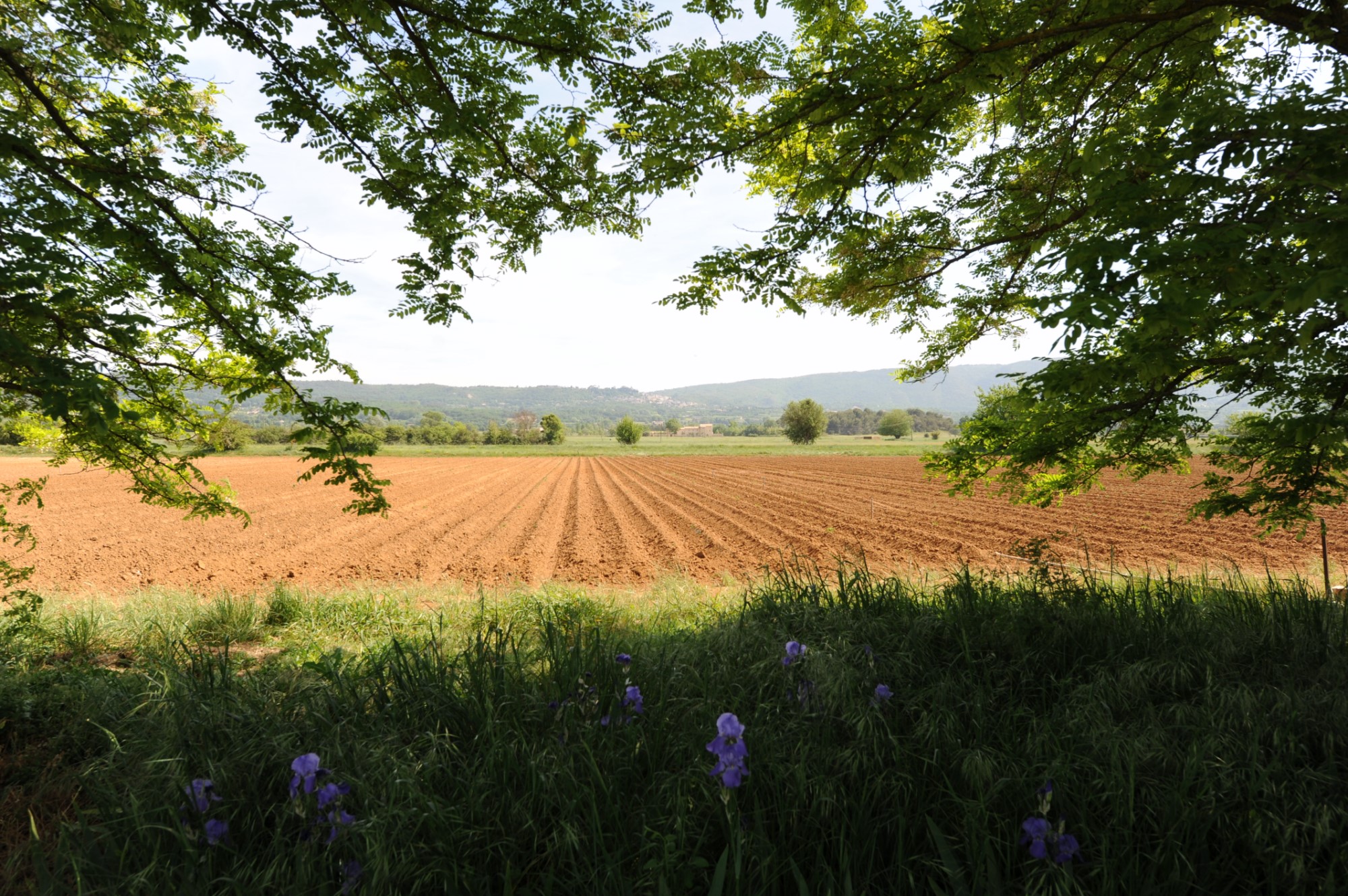 Dans le Parc du Luberon, mas provençal à rénover, avec jardin et piscine  
