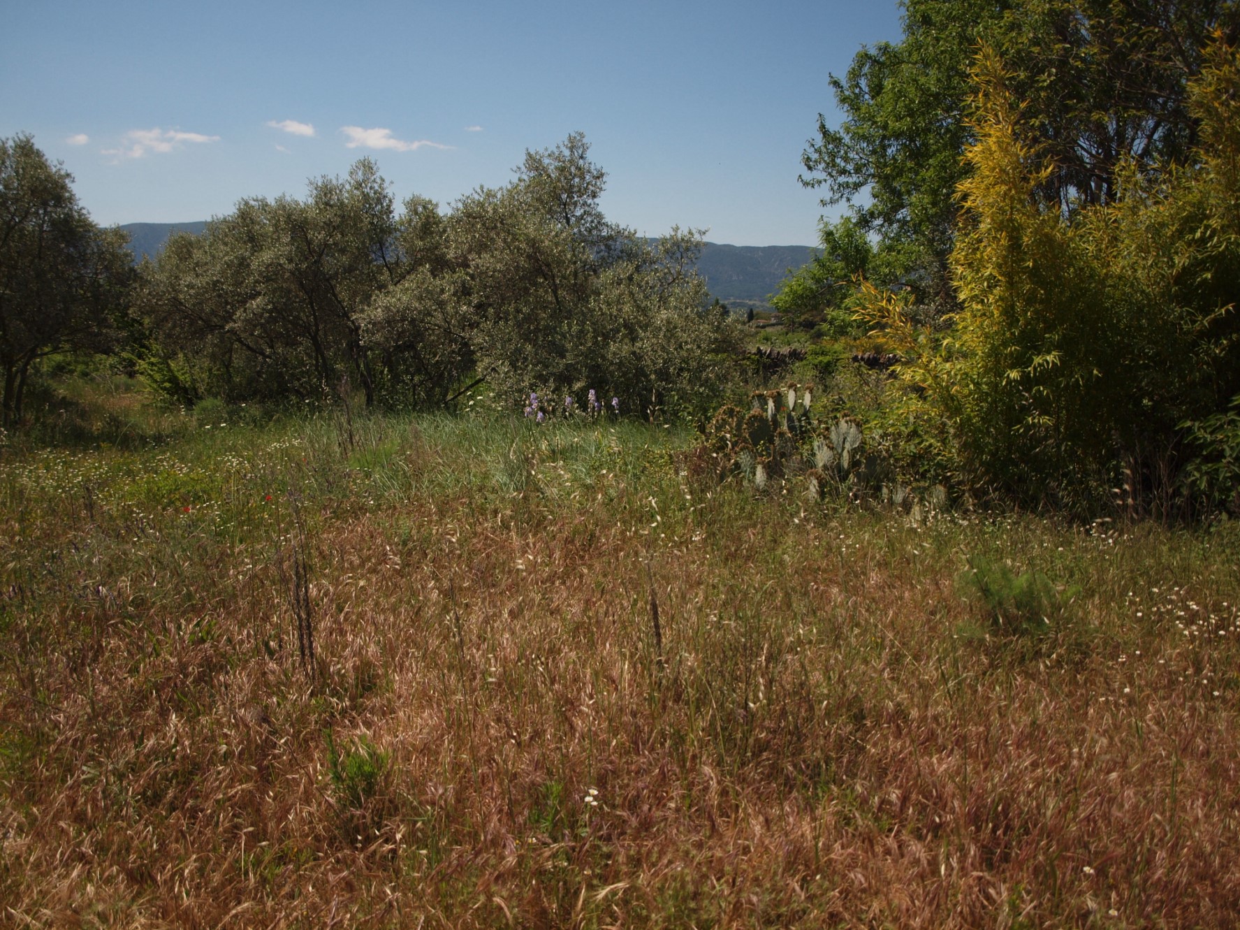 Terrain constructible à vendre dans le Luberon