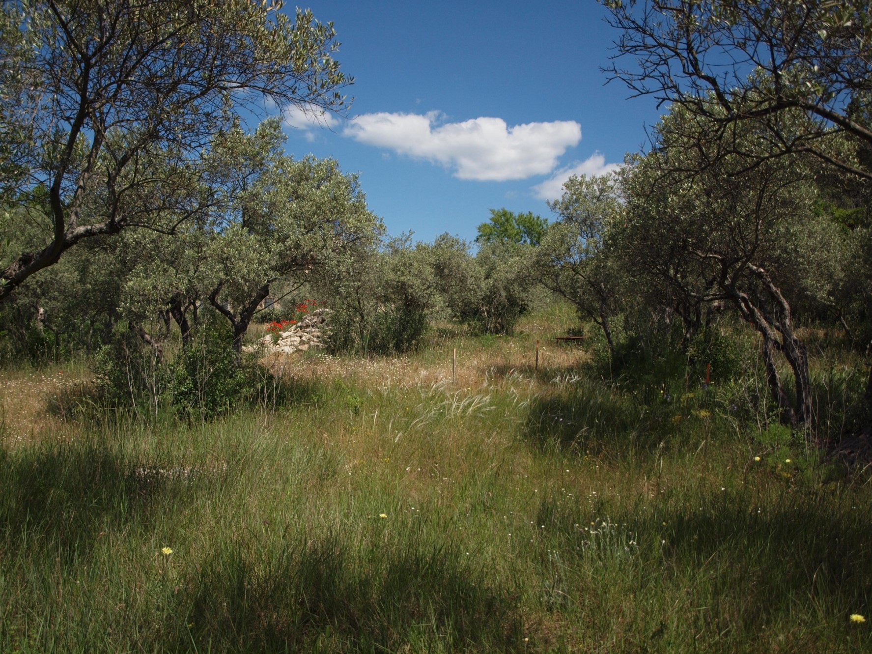 Plot of land for sale in the Luberon
