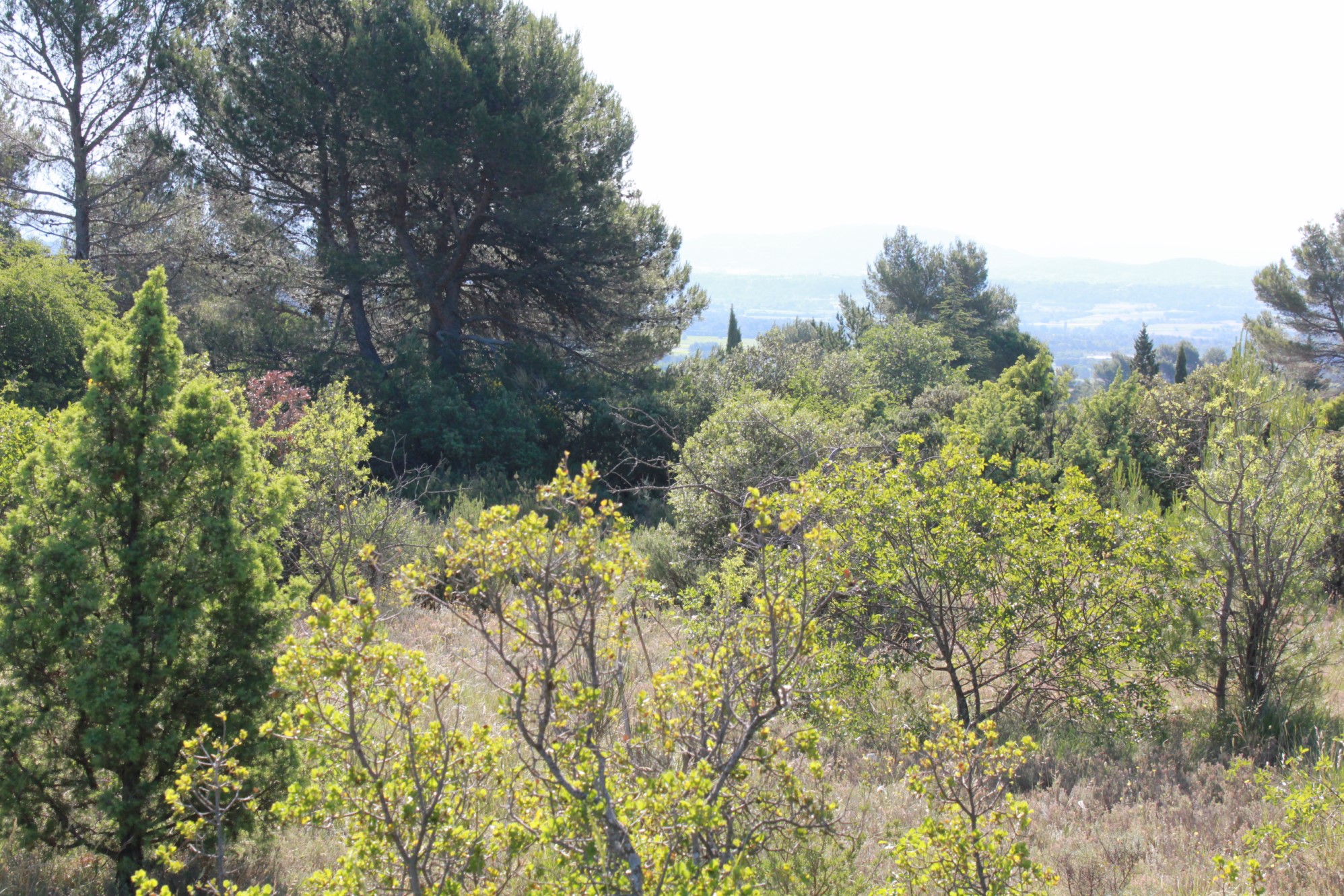 Beau terrain constructible à la vente en Luberon
