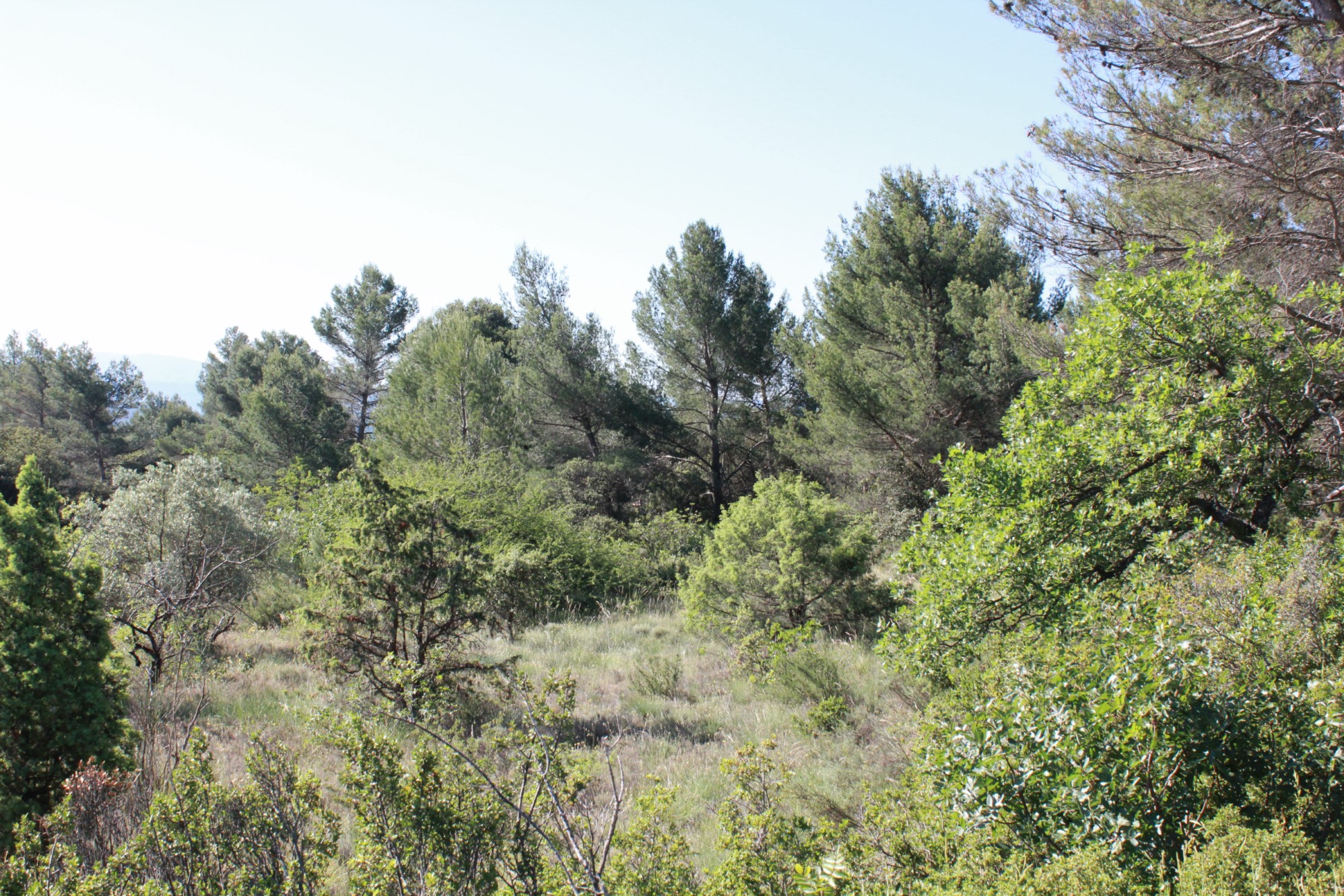Très beau terrain constructible sur la commune de Joucas   , à vendre