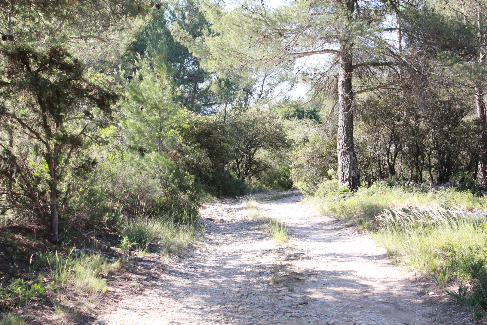 Très beau terrain constructible sur la commune de Joucas   , à vendre
