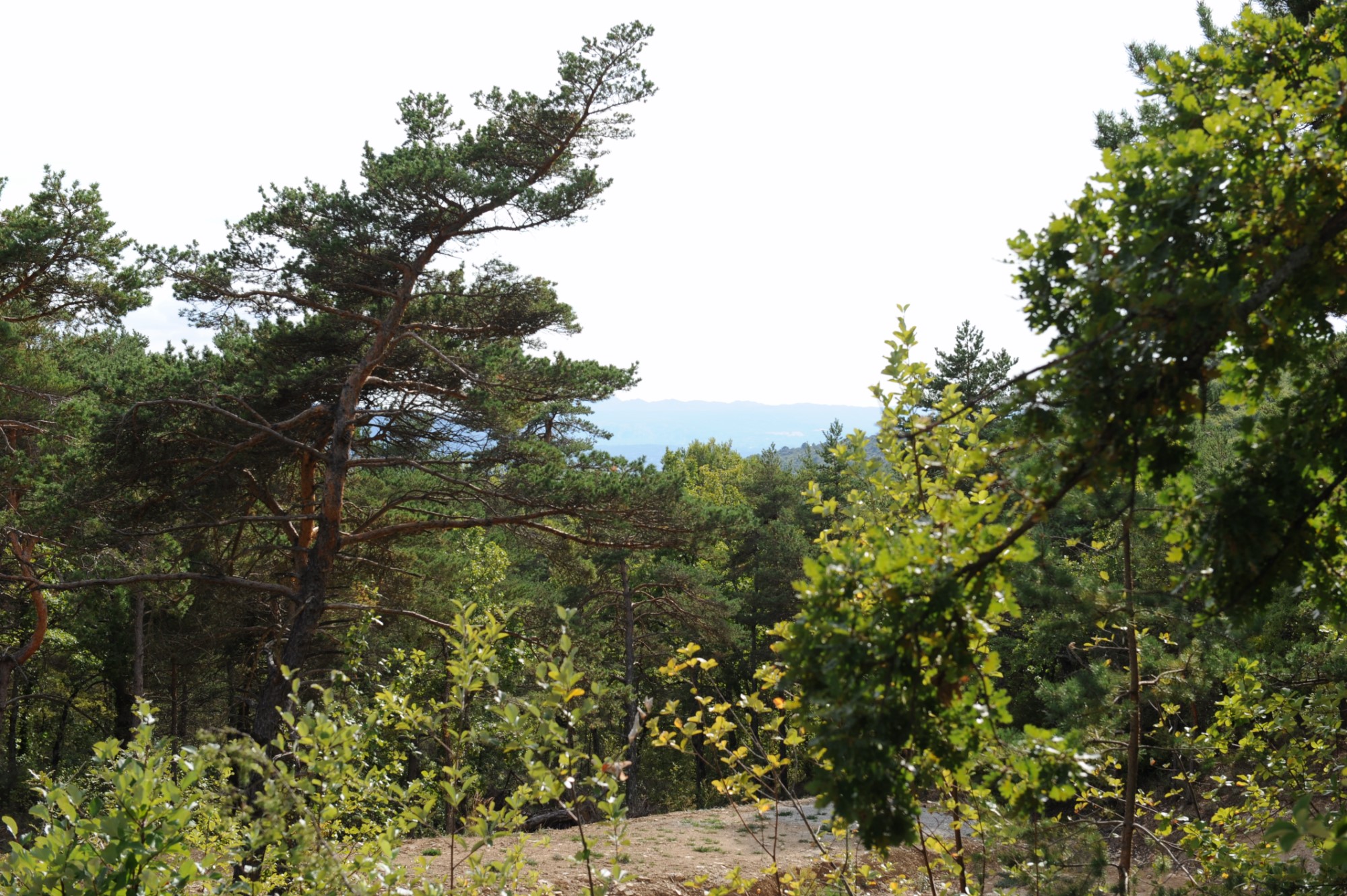 A vendre, terrain à bâtir avec permis en Luberon