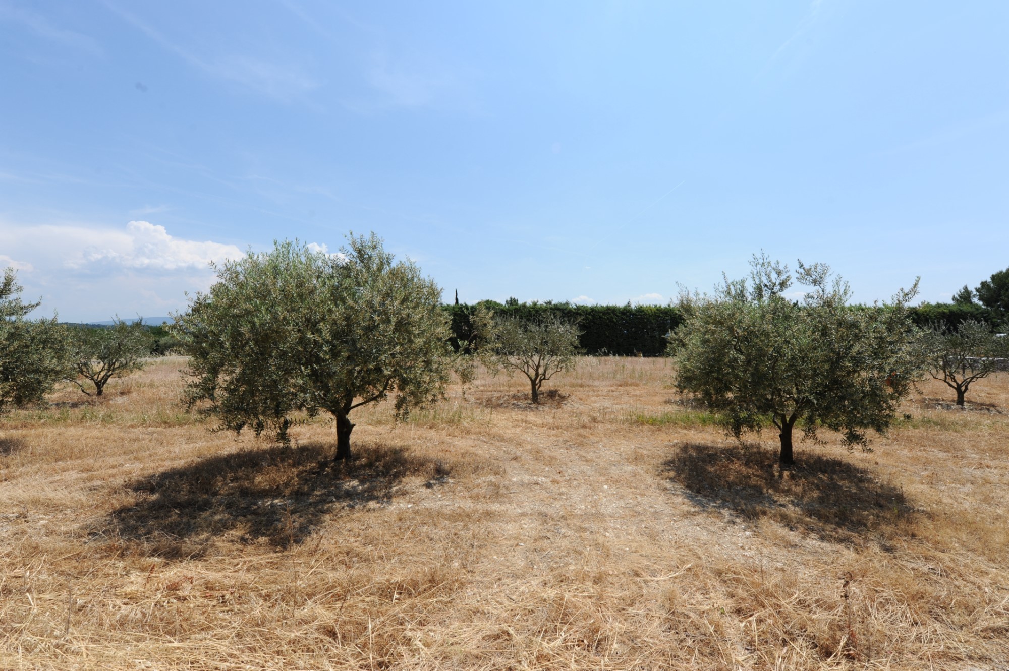 Terrain à bâtir à vendre en Provence