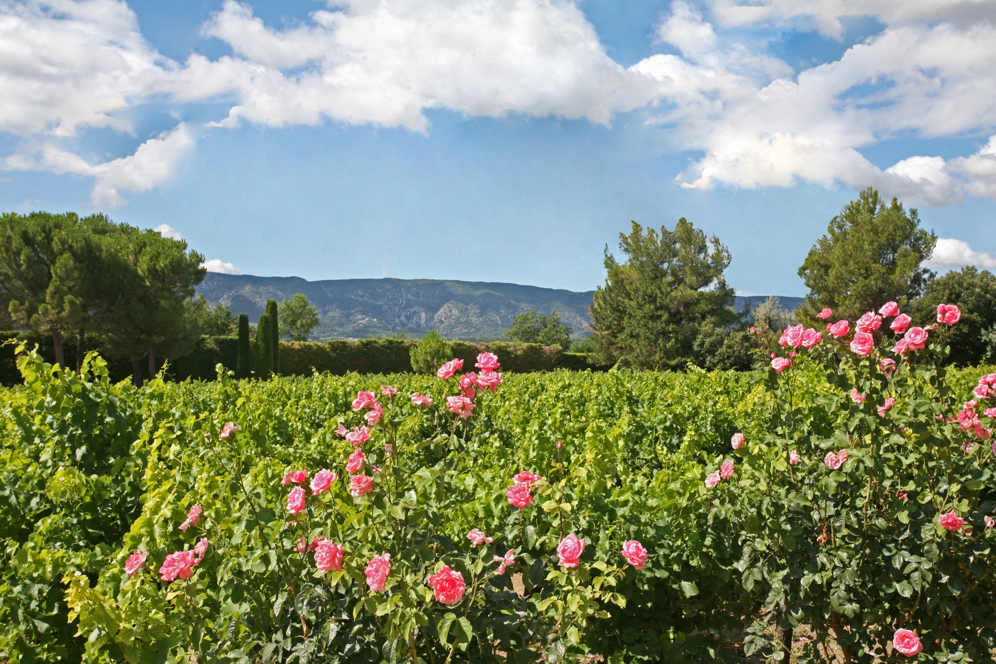 Luberon - Propriété avec piscine et tennis   
