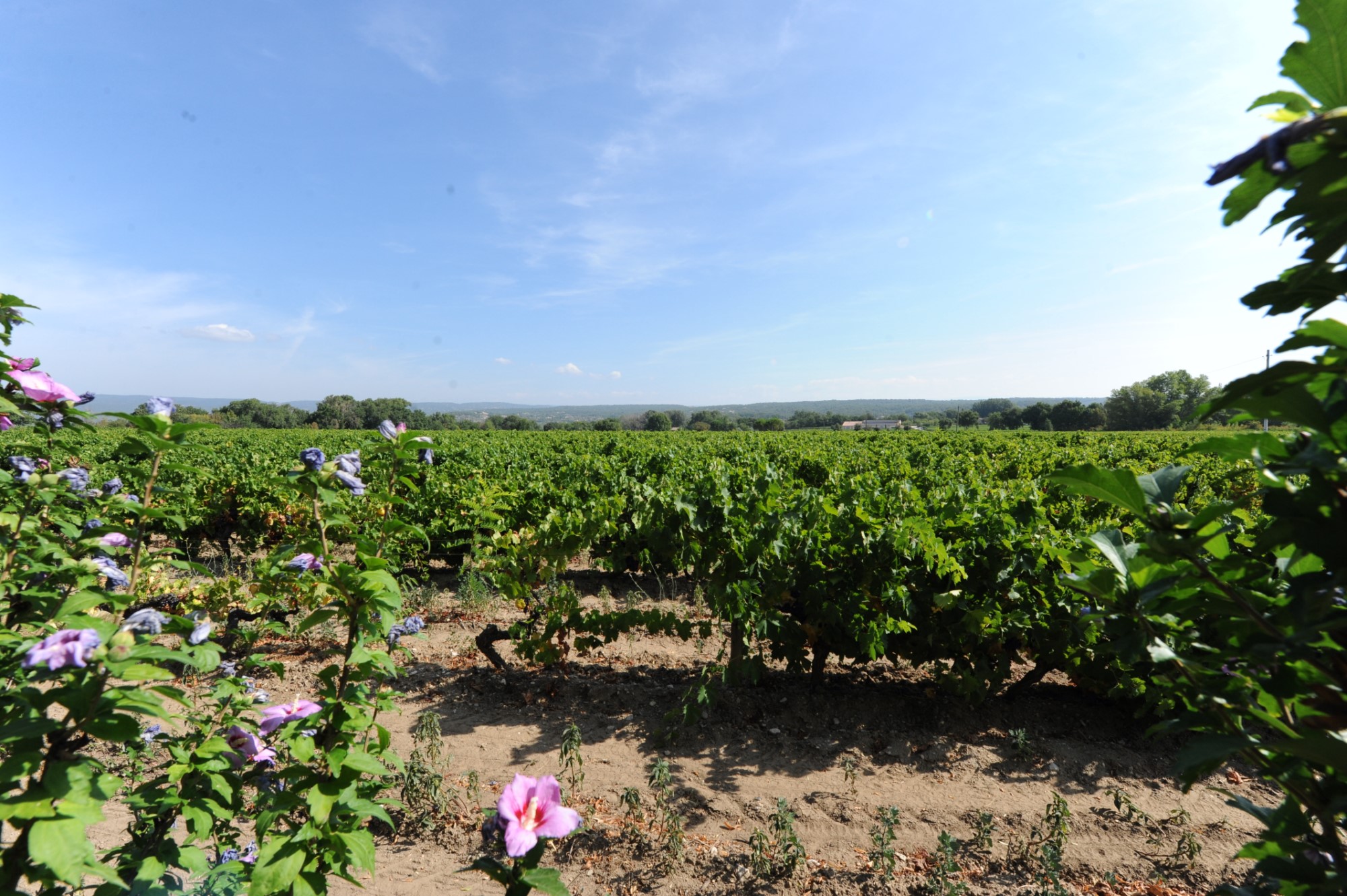 Authentique mas du XVIIIème siècle rénové avec goût à vendre en Luberon    