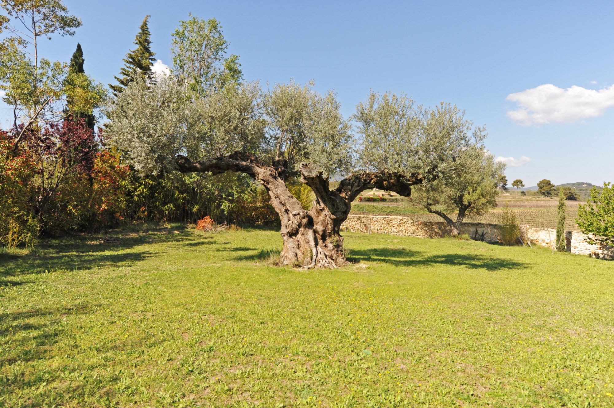 Luberon Sud, à vendre,   propriété oléicole en position dominante