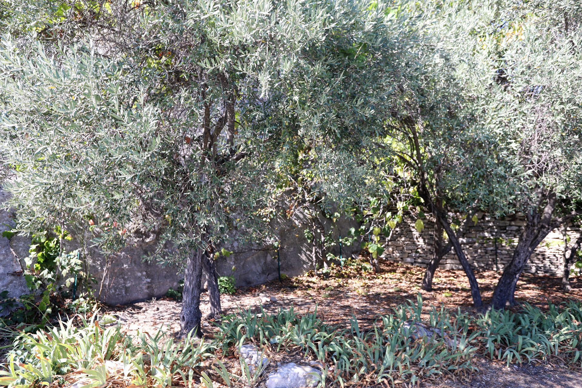 En vente en Luberon,  petite maison avec jardin en bordure de village  