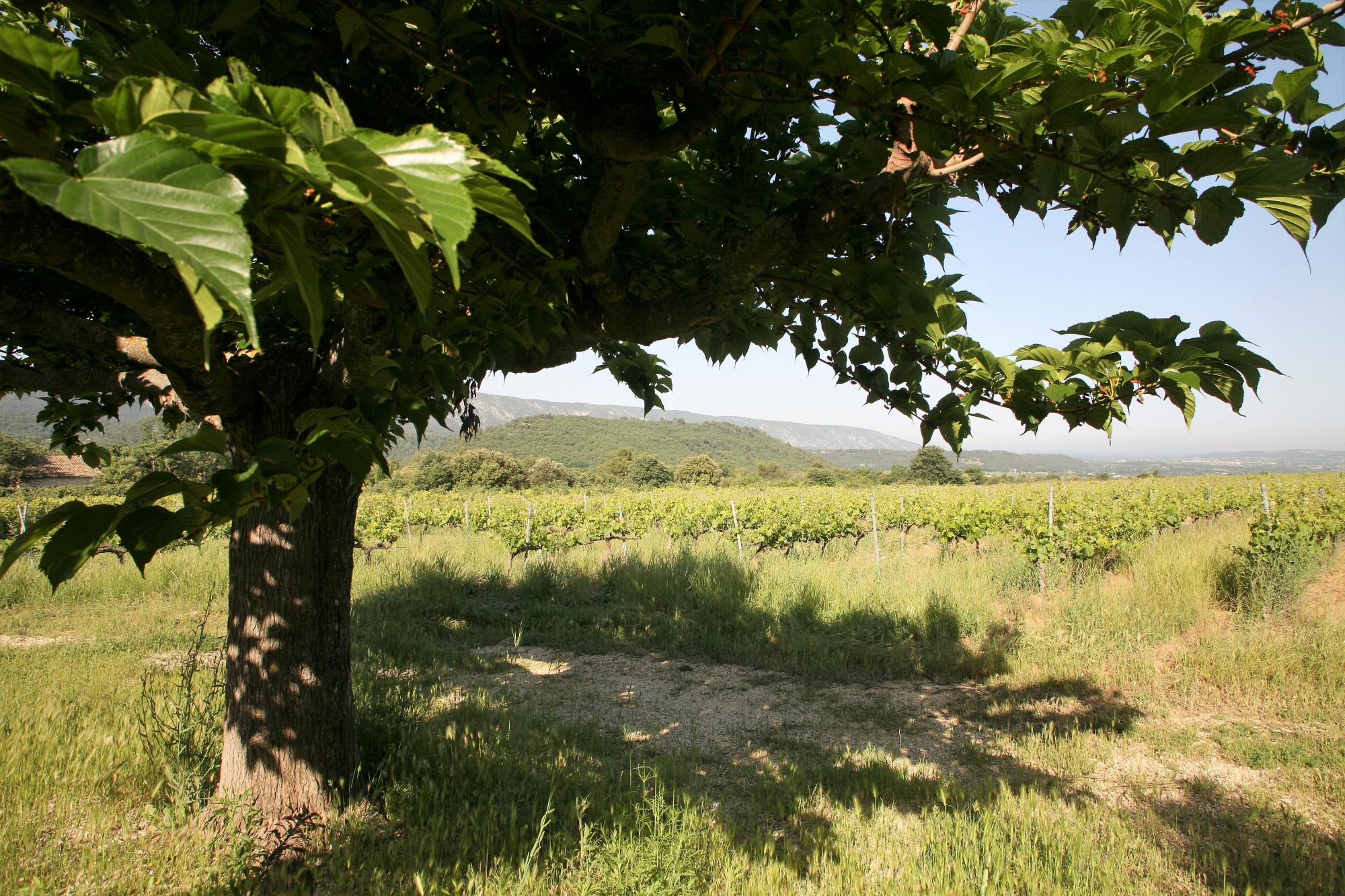 Luberon - Partie de mas à restaurer sur environ 1 hectare   