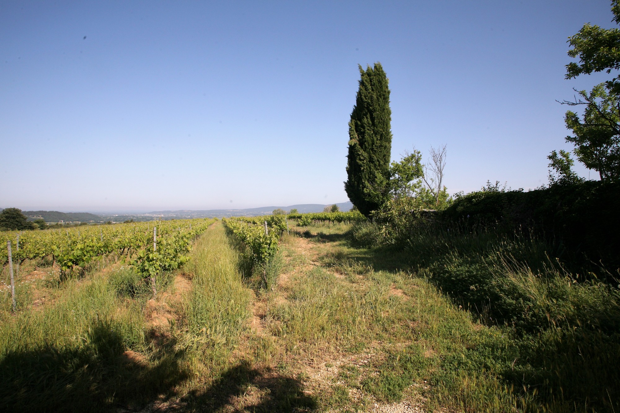 Luberon - Partie de mas à restaurer sur environ 1 hectare   
