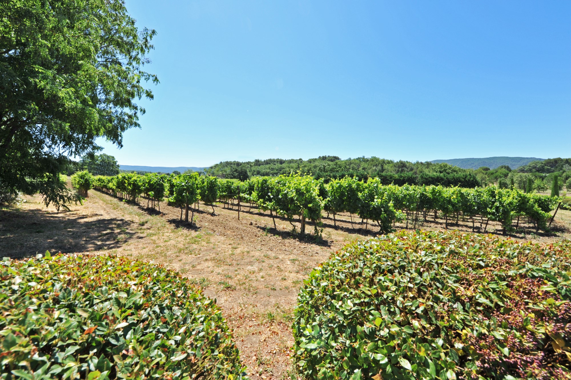 Mas ancien rénové sur 3,7 hectares au coeur des vignobles dans le Luberon   
