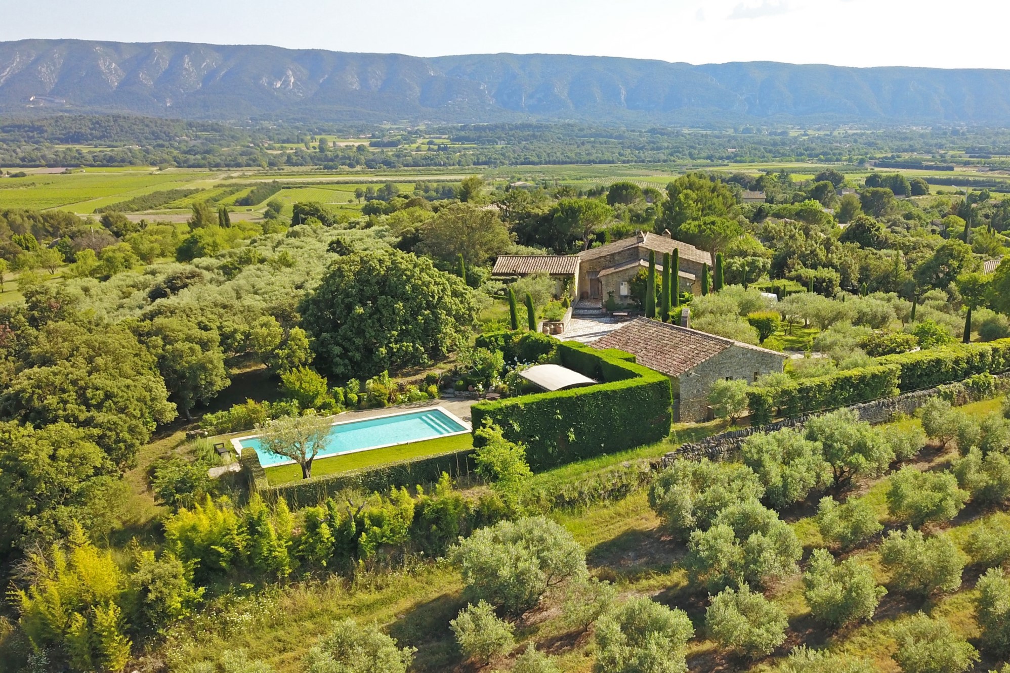 oliviers luberon provence