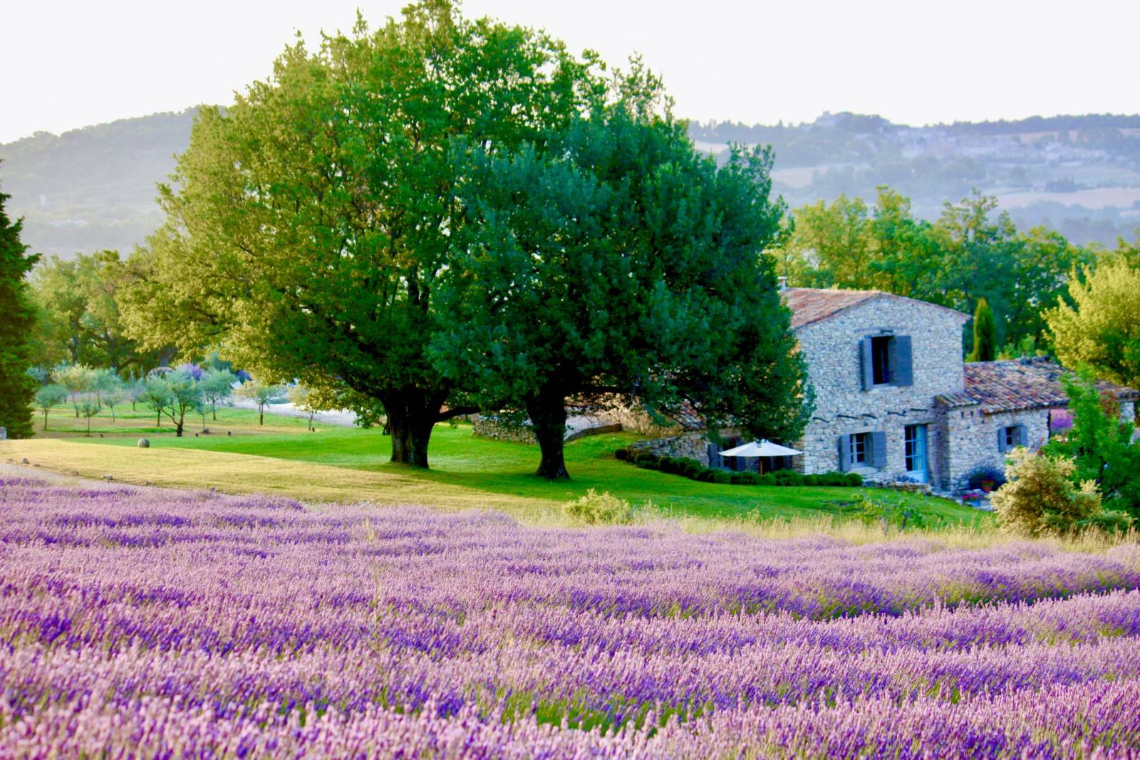 in the heart of the Luberon, authentic Provencal Mas surrounded by lavender and olive trees 