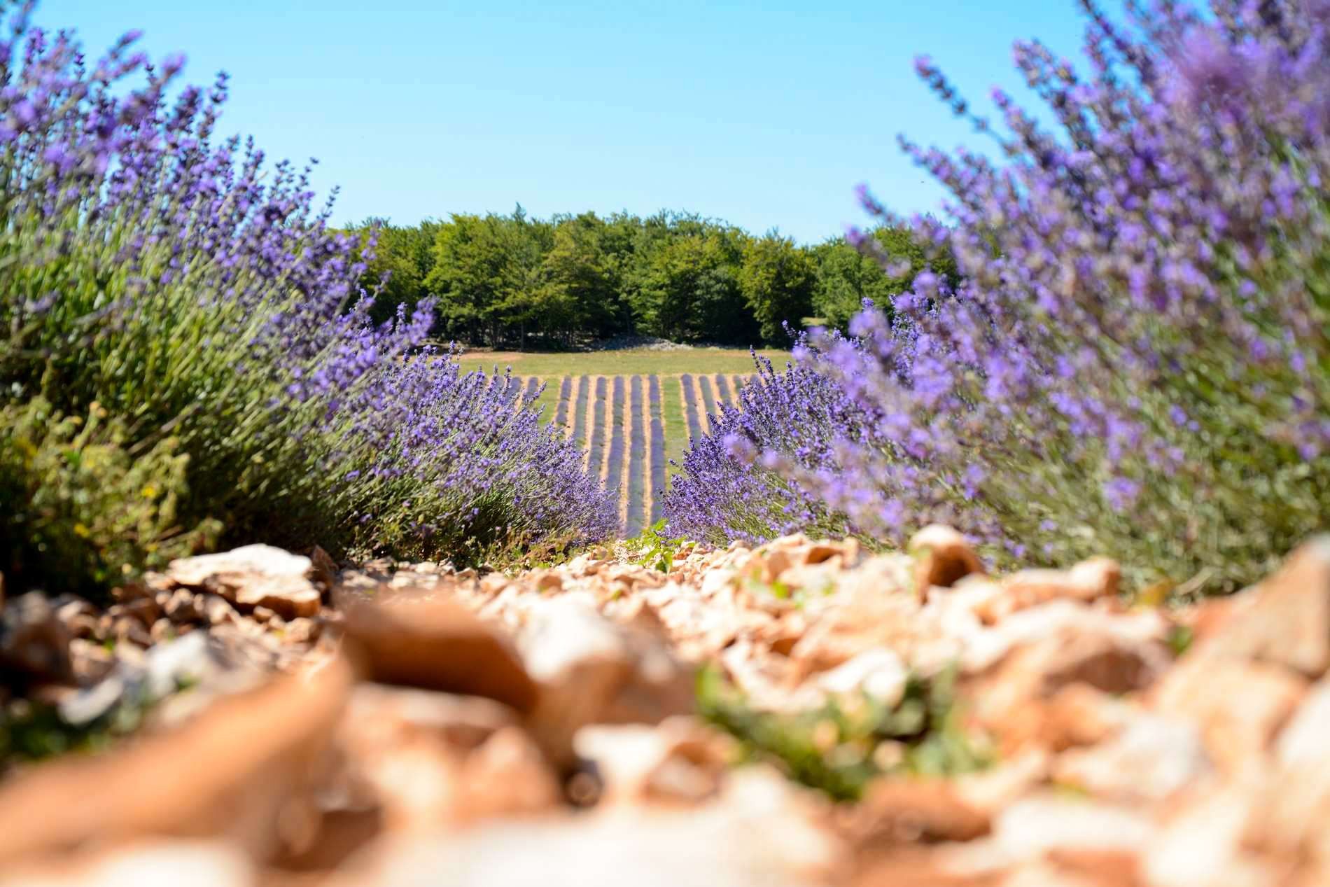 The Lavander In Provence Rosier