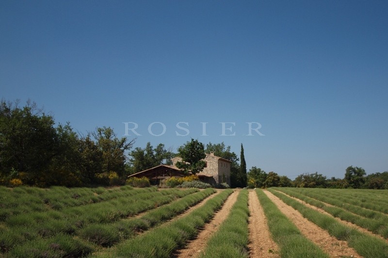 Facing Ventoux, for sale, provencal property, in stones, surrounded by lavender fields