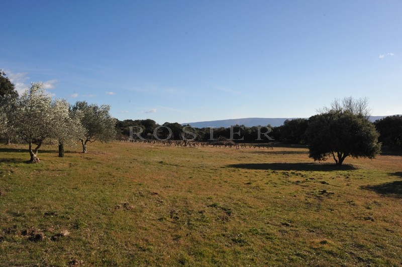 Provence, Luberon, Gordes, for sale, more than 2.5 acres of constructible land with building permit between Luberon and Monts du Vaucluse
