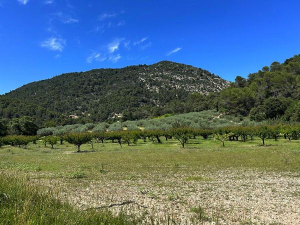 Vente Nyons - Ancienne métairie du XVIIe, vue panoramique, au cœur de 22 hectares d'oliviers, vergers, forêt, rivière.
