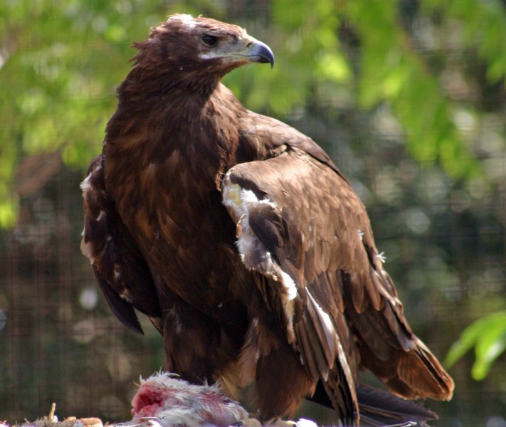 The eagles of Beaucaire in Provence