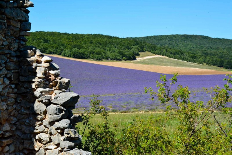 Lavender feald in Provence