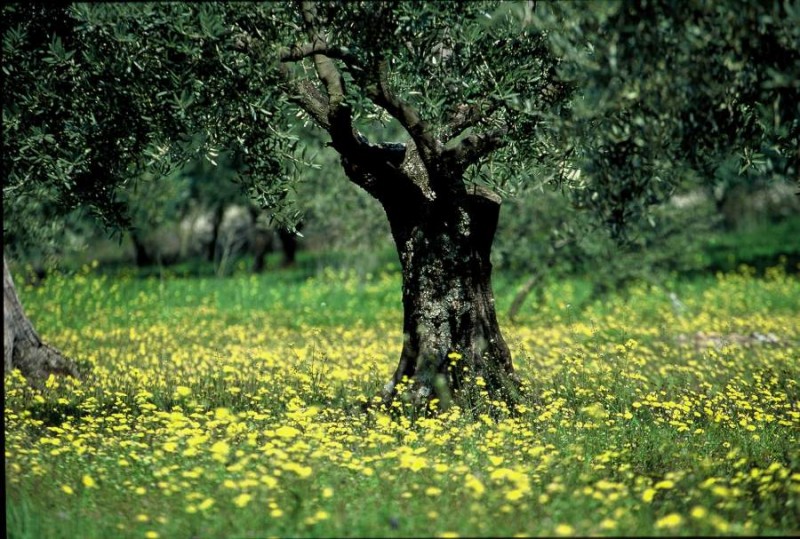huile d'olive de Provence 