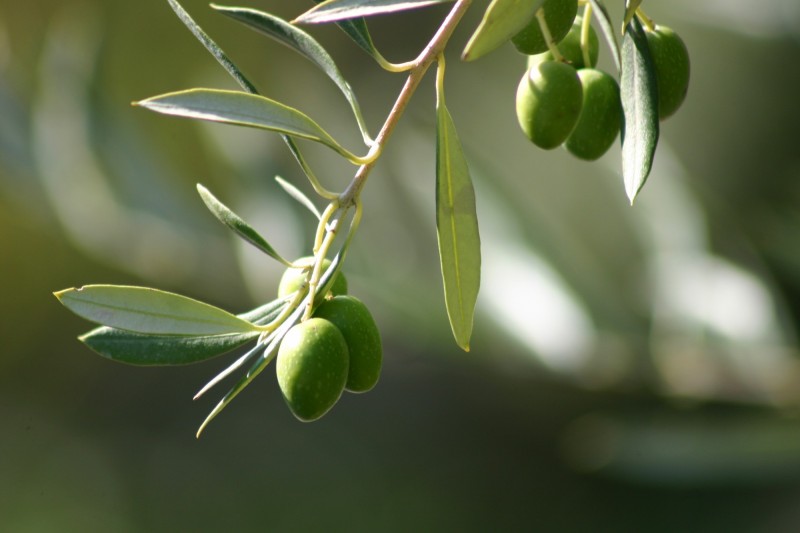 huile d'olive du Luberon 