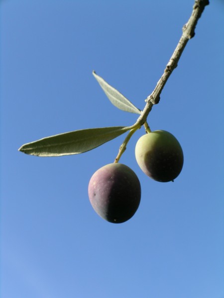 L'olive du Luberon